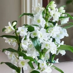 Dendrobium Bamboo Orchid House Plant In Vibes Pot -Home Decoration 30920698 alt01