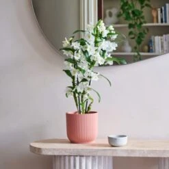 Dendrobium Bamboo Orchid House Plant In Vibes Pot -Home Decoration 30920699