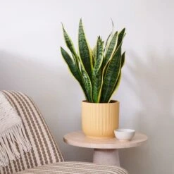 Snake House Plant In Elho Pot -Home Decoration 30920754