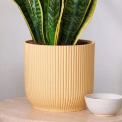Snake House Plant In Elho Pot -Home Decoration 30920754 alt02