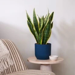 Snake House Plant In Elho Pot -Home Decoration 30920755