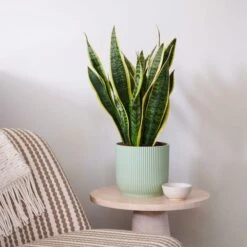 Snake House Plant In Elho Pot -Home Decoration 30920756