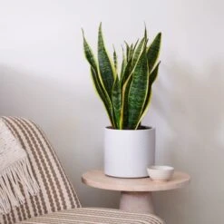 Snake House Plant In Capri Pot 30 Snake House Plant In Capri Pot -Home Decoration 30920757