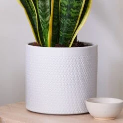 Snake House Plant In Capri Pot 32 Snake House Plant In Capri Pot -Home Decoration 30920757 alt02