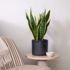 Snake House Plant In Capri Pot 26 Snake House Plant In Capri Pot -Home Decoration 30920758