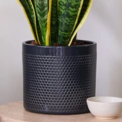 Snake House Plant In Capri Pot 28 Snake House Plant In Capri Pot -Home Decoration 30920758 alt02