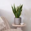 Snake House Plant In Capri Pot -Home Decoration 30920759