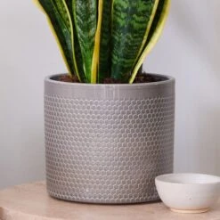 Snake House Plant In Capri Pot 24 Snake House Plant In Capri Pot -Home Decoration 30920759 alt02
