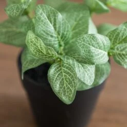 Artificial Fittonia Plant In Black Plant Pot -Home Decoration 30923357 alt01