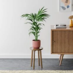 Kentia Palm House Plant In Elho Pot -Home Decoration 30963512