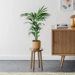 Kentia Palm House Plant In Elho Pot -Home Decoration 30963513