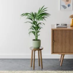Kentia Palm House Plant In Elho Pot -Home Decoration 30963514