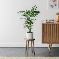 Kentia Palm House Plant In Capri Pot -Home Decoration 30963516