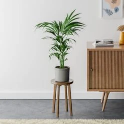 Kentia Palm House Plant In Capri Pot -Home Decoration 30963517