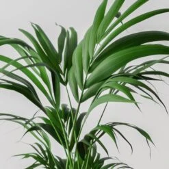 Kentia Palm House Plant In Capri Pot -Home Decoration 30963517 alt01