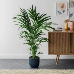 Kentia Palm House Plant In Elho Pot -Home Decoration 30963521