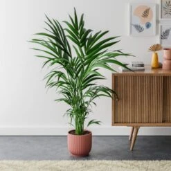 Kentia Palm House Plant In Elho Pot