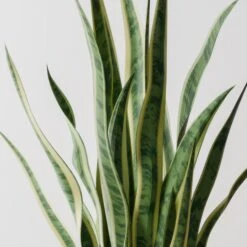 Snake House Plant In Elho Pot -Home Decoration 30963561 alt01