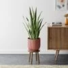 Snake House Plant In Elho Pot -Home Decoration 30963562