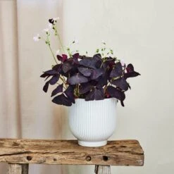 Oxalis House Plant In Ribbed Ceramic Pot -Home Decoration 30963586
