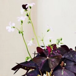 Oxalis House Plant In Ribbed Ceramic Pot -Home Decoration 30963586 alt02