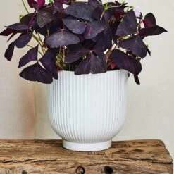 Oxalis House Plant In Ribbed Ceramic Pot -Home Decoration 30963586 alt03