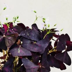 Oxalis House Plant In Ribbed Ceramic Pot -Home Decoration 30963587 alt01