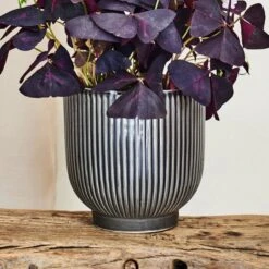 Oxalis House Plant In Ribbed Ceramic Pot -Home Decoration 30963587 alt03