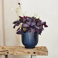 Oxalis House Plant In Ribbed Ceramic Pot