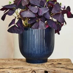 Oxalis House Plant In Ribbed Ceramic Pot -Home Decoration 30963588 alt03