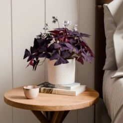 Oxalis House Plant In Capri Pot -Home Decoration 30963589