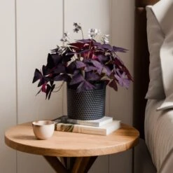 Oxalis House Plant In Capri Pot -Home Decoration 30963590