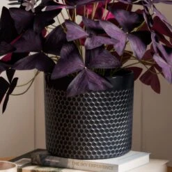 Oxalis House Plant In Capri Pot -Home Decoration 30963590 alt02