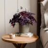 Oxalis House Plant In Capri Pot -Home Decoration 30963591