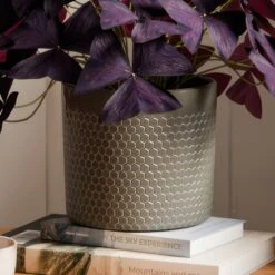 Oxalis House Plant In Capri Pot -Home Decoration 30963591 alt02