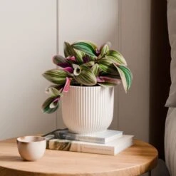 Tradescantia Nanouk House Plant In Elho Vibes Pot -Home Decoration 30963597