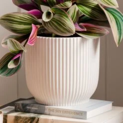 Tradescantia Nanouk House Plant In Elho Vibes Pot -Home Decoration 30963597 alt02