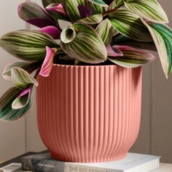 Tradescantia Nanouk House Plant In Elho Vibes Pot -Home Decoration 30963599 alt02