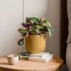 Tradescantia Nanouk House Plant In Elho Vibes Pot 1 Tradescantia Nanouk House Plant In Elho Vibes Pot -Home Decoration 30963600
