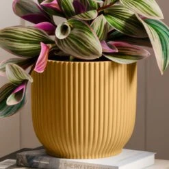 Tradescantia Nanouk House Plant In Elho Vibes Pot -Home Decoration 30963600 alt02