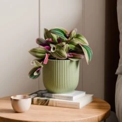Tradescantia Nanouk House Plant In Elho Vibes Pot -Home Decoration 30963601