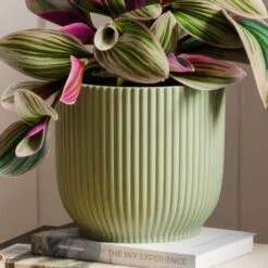 Tradescantia Nanouk House Plant In Elho Vibes Pot -Home Decoration 30963601 alt02