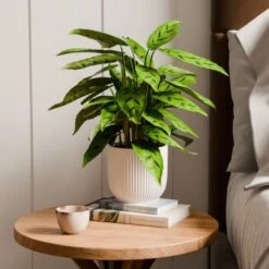 Calathea Leopardina House Plant In Elho Vibes Pot -Home Decoration 30963636