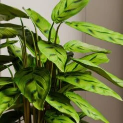 Calathea Leopardina House Plant In Elho Vibes Pot -Home Decoration 30963636 alt01