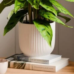 Calathea Leopardina House Plant In Elho Vibes Pot -Home Decoration 30963636 alt02
