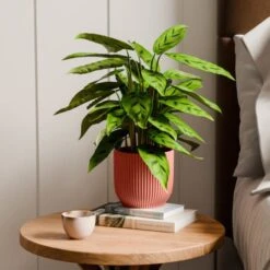 Calathea Leopardina House Plant In Elho Vibes Pot -Home Decoration 30963638