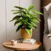 Calathea Leopardina House Plant In Elho Vibes Pot -Home Decoration 30963639
