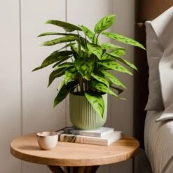Calathea Leopardina House Plant In Elho Vibes Pot -Home Decoration 30963640