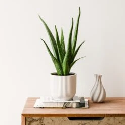 Aloe Vera House Plant In Elho Vibes Pot -Home Decoration 30963670