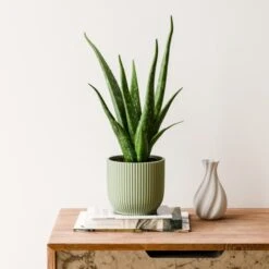 Aloe Vera House Plant In Elho Vibes Pot -Home Decoration 30963674